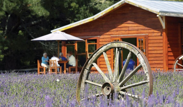 Cart wheel in field of lavender at Laurens Lavender Farm Taumarunui Visit Ruapehu
